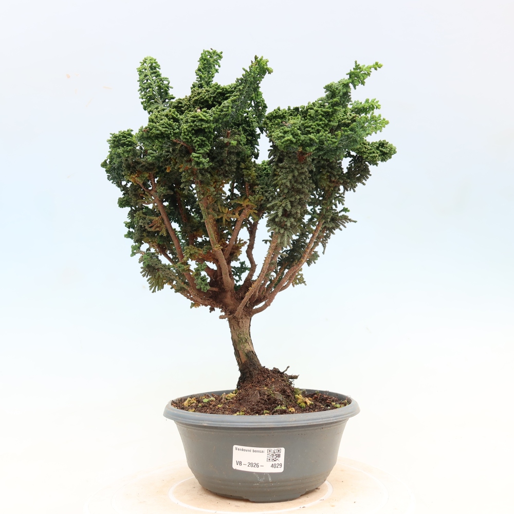 Bonsai zewnętrzne - Cham. obtusa SEKKA HINOKI - Cyprys