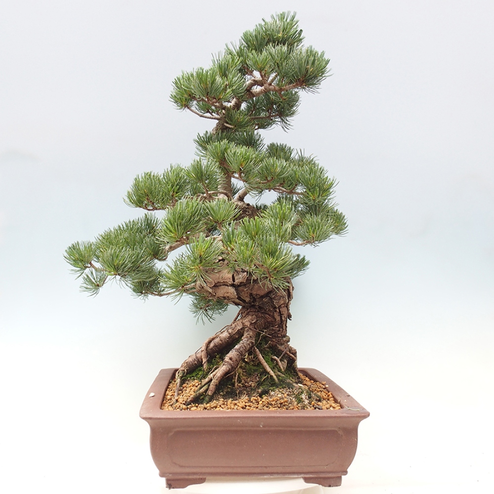 Outdoor bonsai - Pinus parviflora - Pinus parviflora