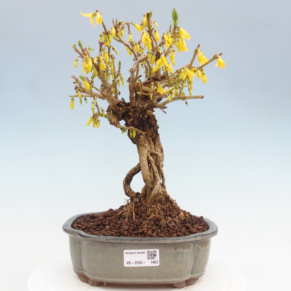Bonsai plenerowe - Forsythia - Forsythia koreana