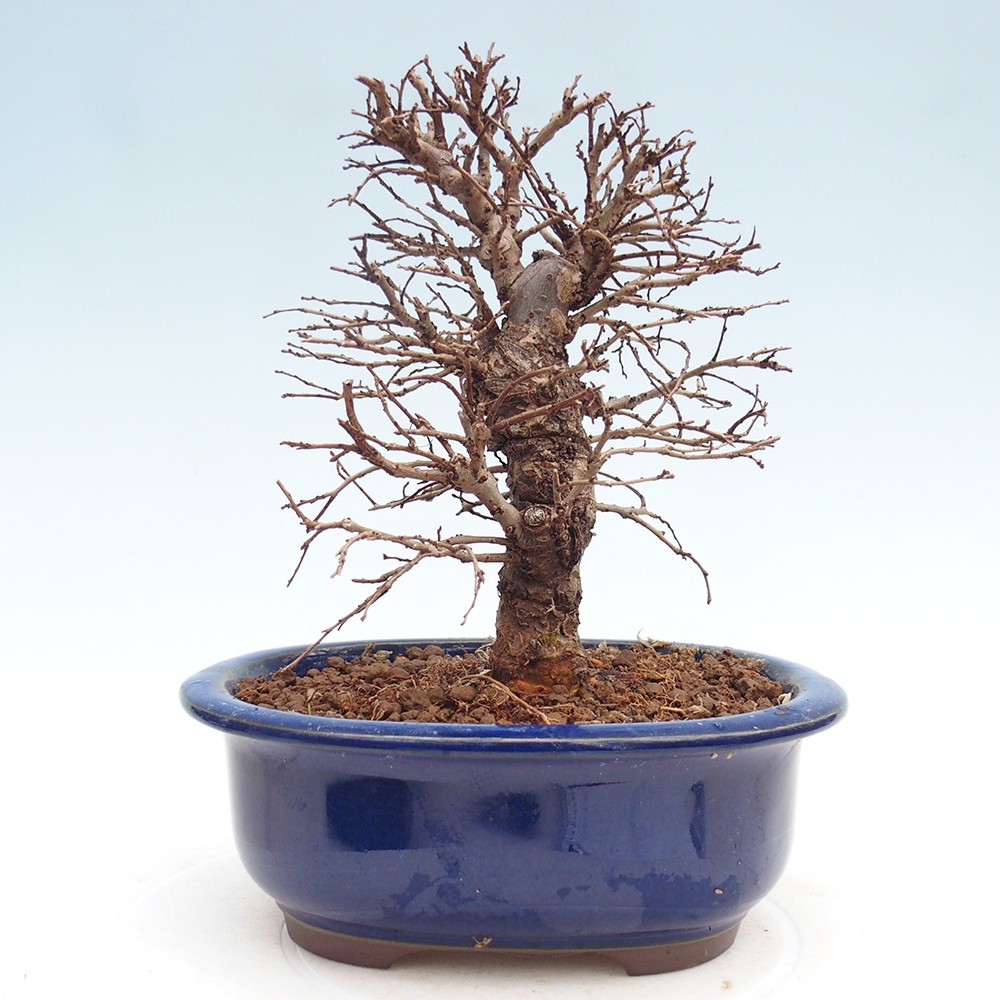 Bonsai zewnętrzne - Zelkova - Zelkova NIRE