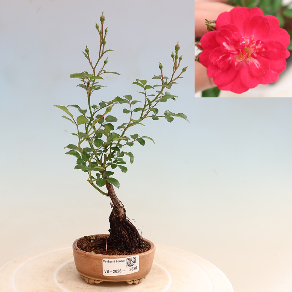 Bonsai ogrodowe – Rosa Kordes – róża