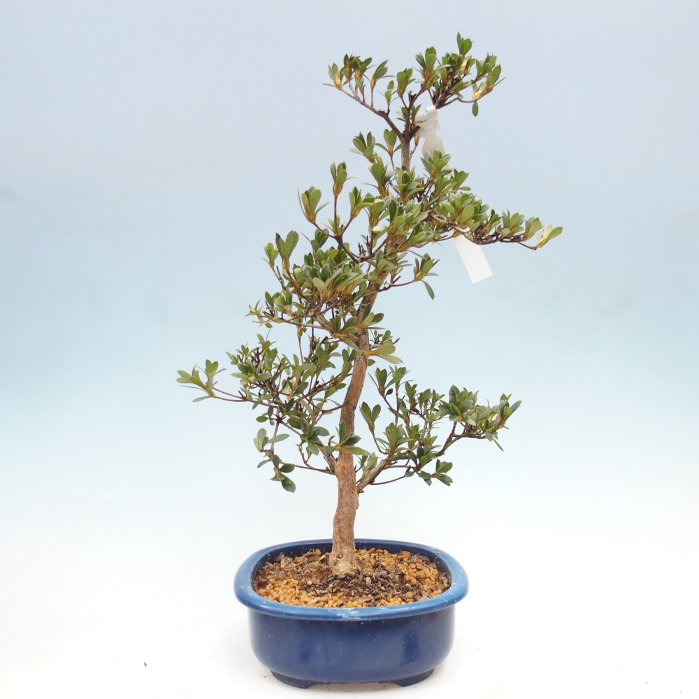Outdoor bonsai - Azalia japońska - Azalia Yoko