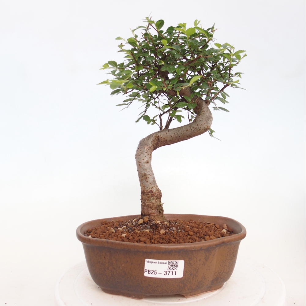 Pokój bonsai - Ulmus parvifolia - Wiąz drobnolistny