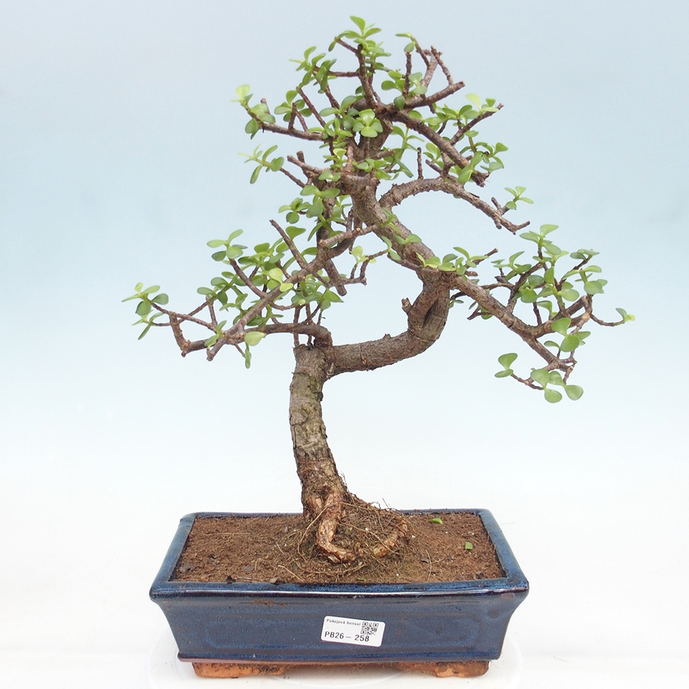 Pokój bonsai - Portulakaria Afra - Tlustice