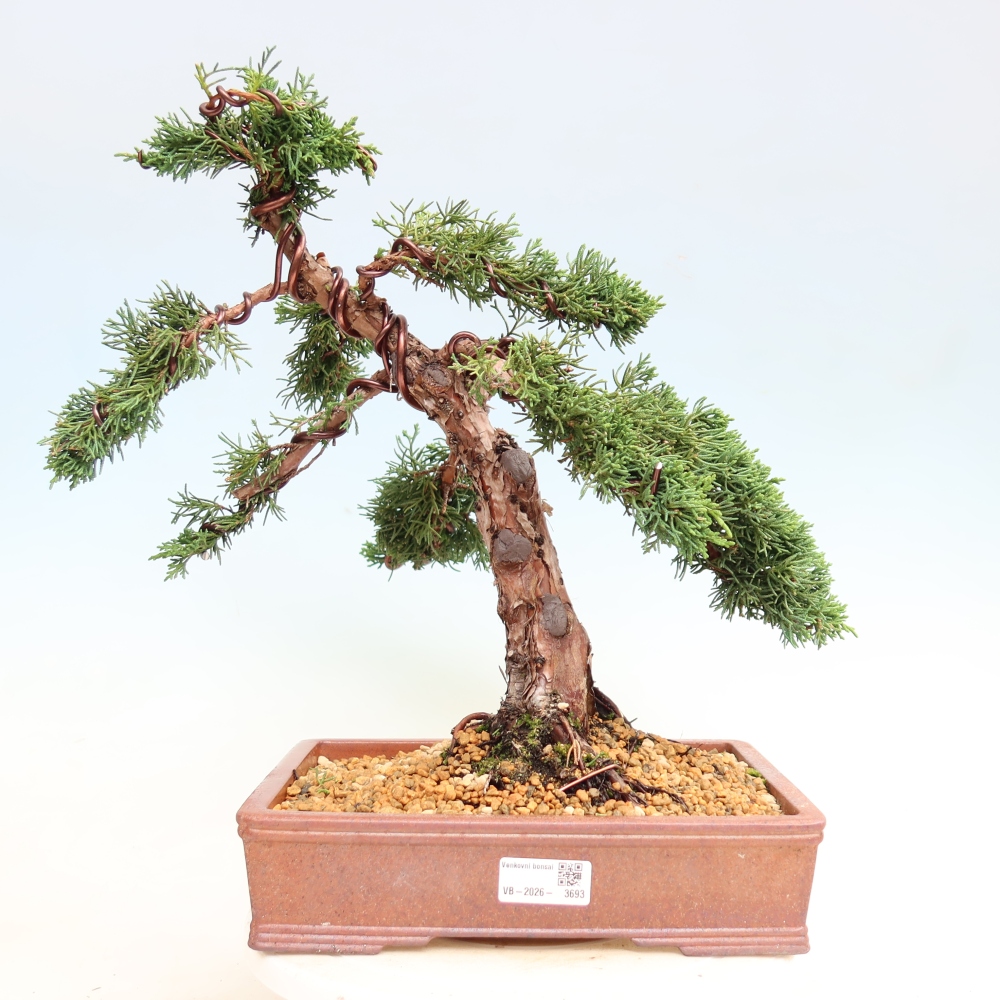 Outdoor bonsai - Juniperus chinensis Kishu