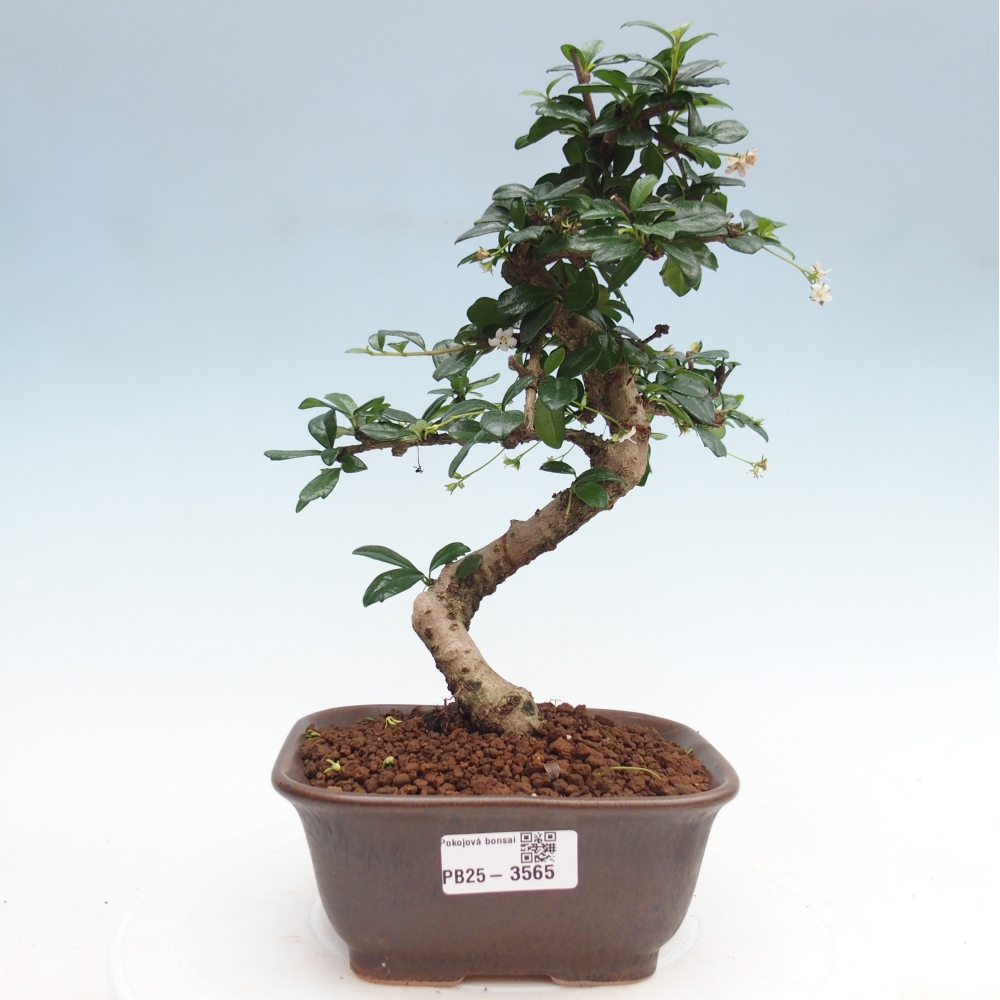Bonsai wewnętrzne - Carmona makrophylla - Herbata Fuki