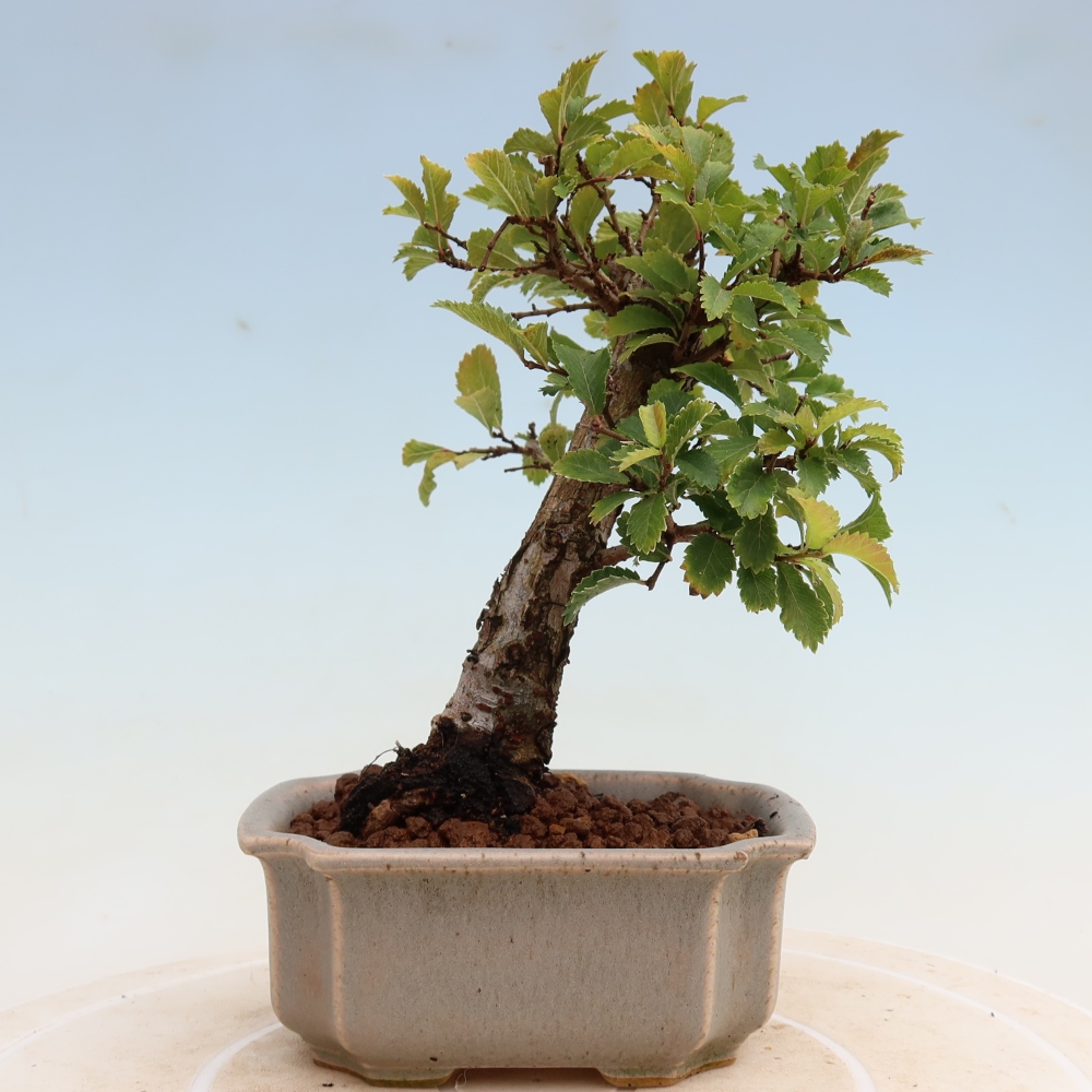 Bonsai zewnętrzne - Zelkova - Zelkova NIRE