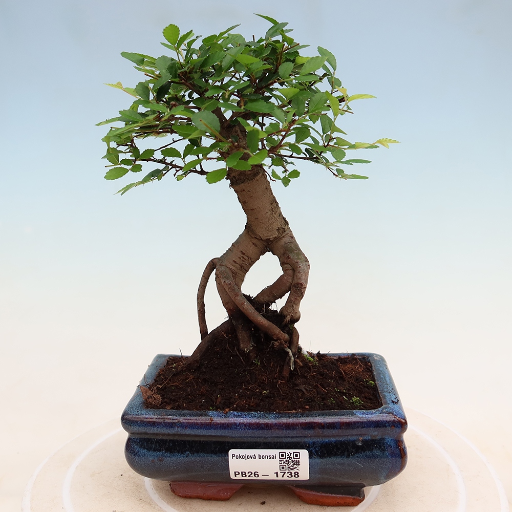 Pokój bonsai - Ulmus parvifolia - Wiąz drobnolistny