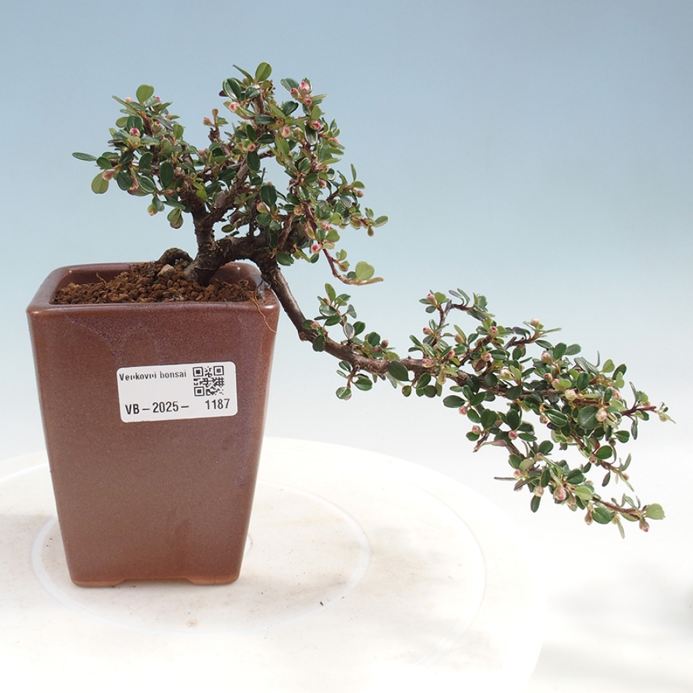Plenerowe bonsai - Irga pozioma - Drzewo skalne