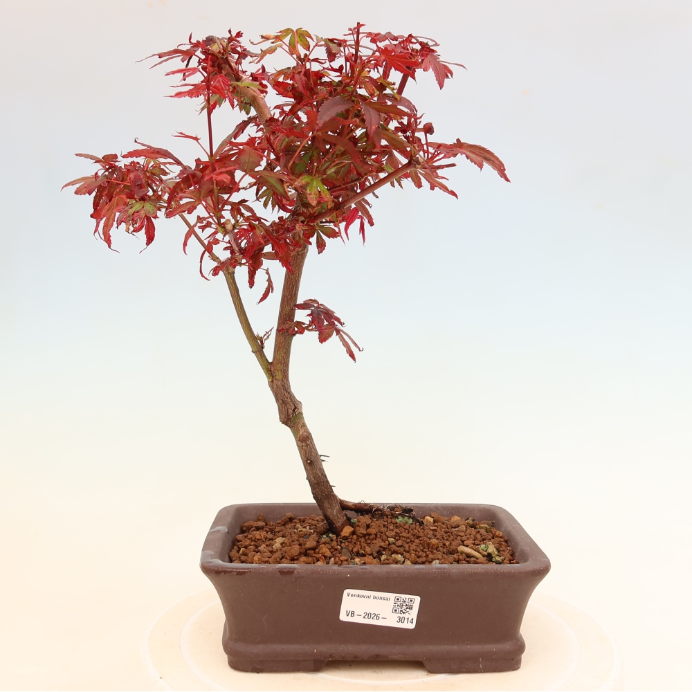Bonsai ogrodowe – klon palmowy – Acer palmatum Berry Broom 