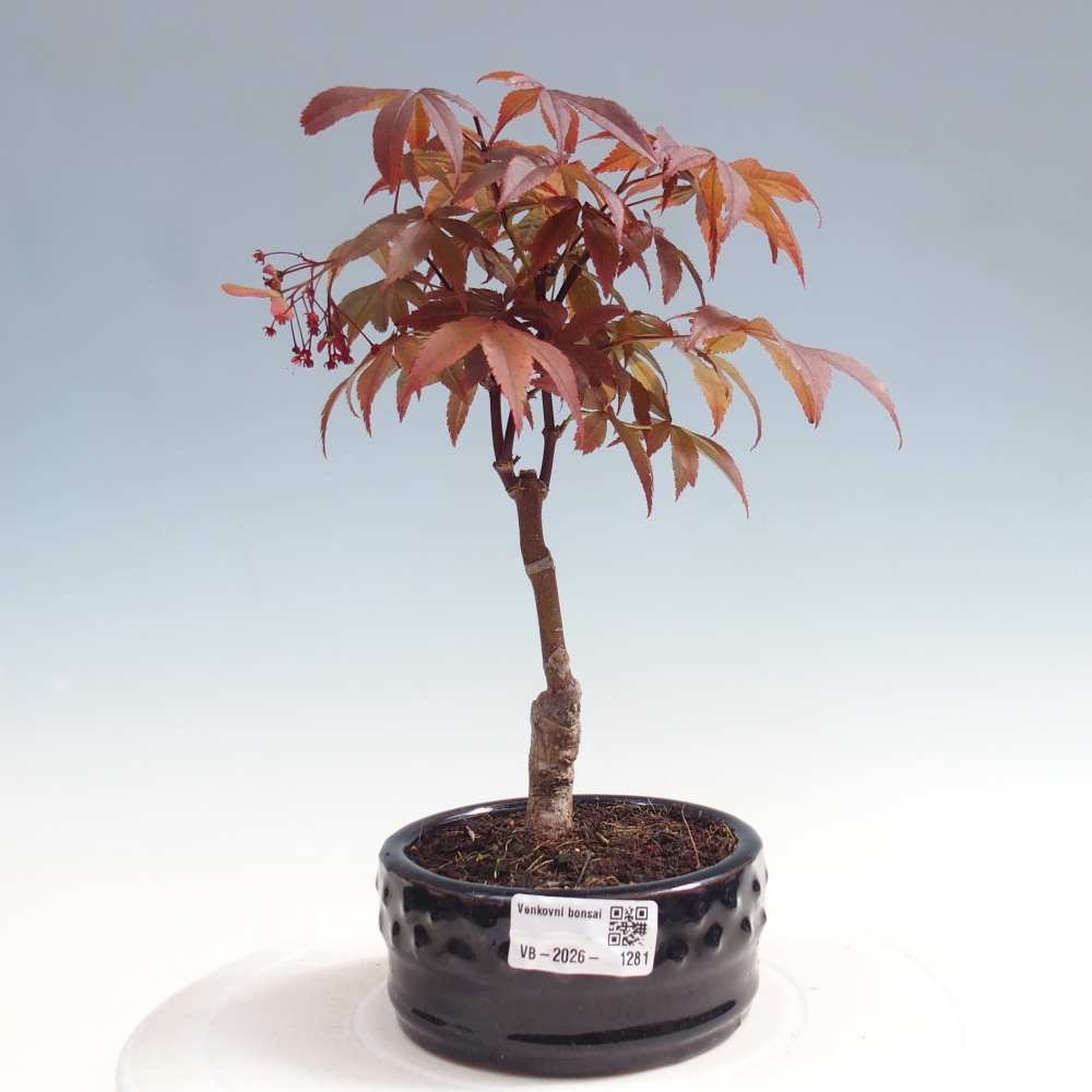 Bonsai na zewnątrz - Palma Acer. Atropurpureum-Javor palmate
