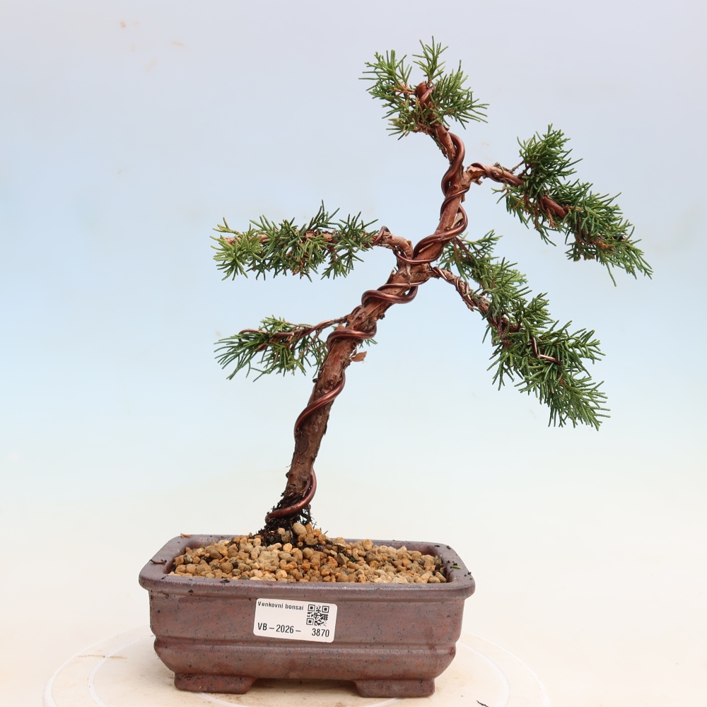 Outdoor bonsai - Juniperus chinensis Kishu