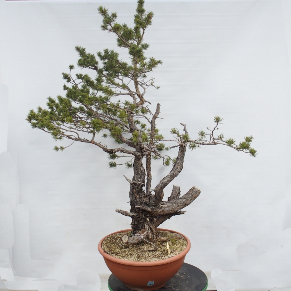 Yamadori - Pinus sylvestris Hiszpania