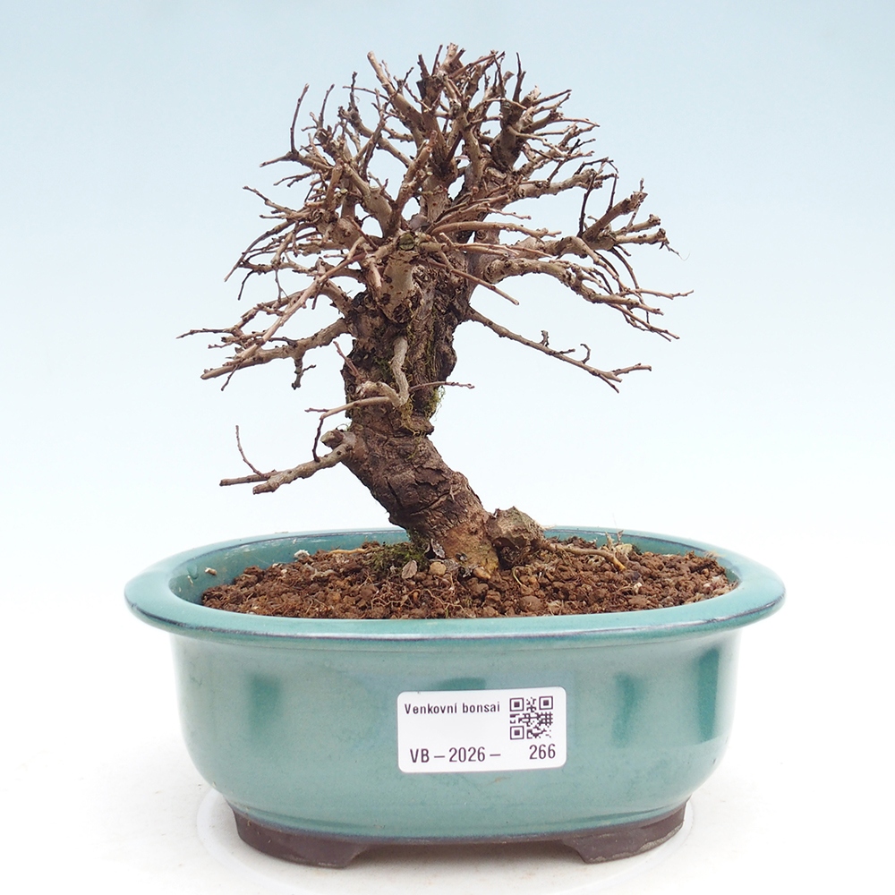 Bonsai zewnętrzne - Zelkova - Zelkova NIRE
