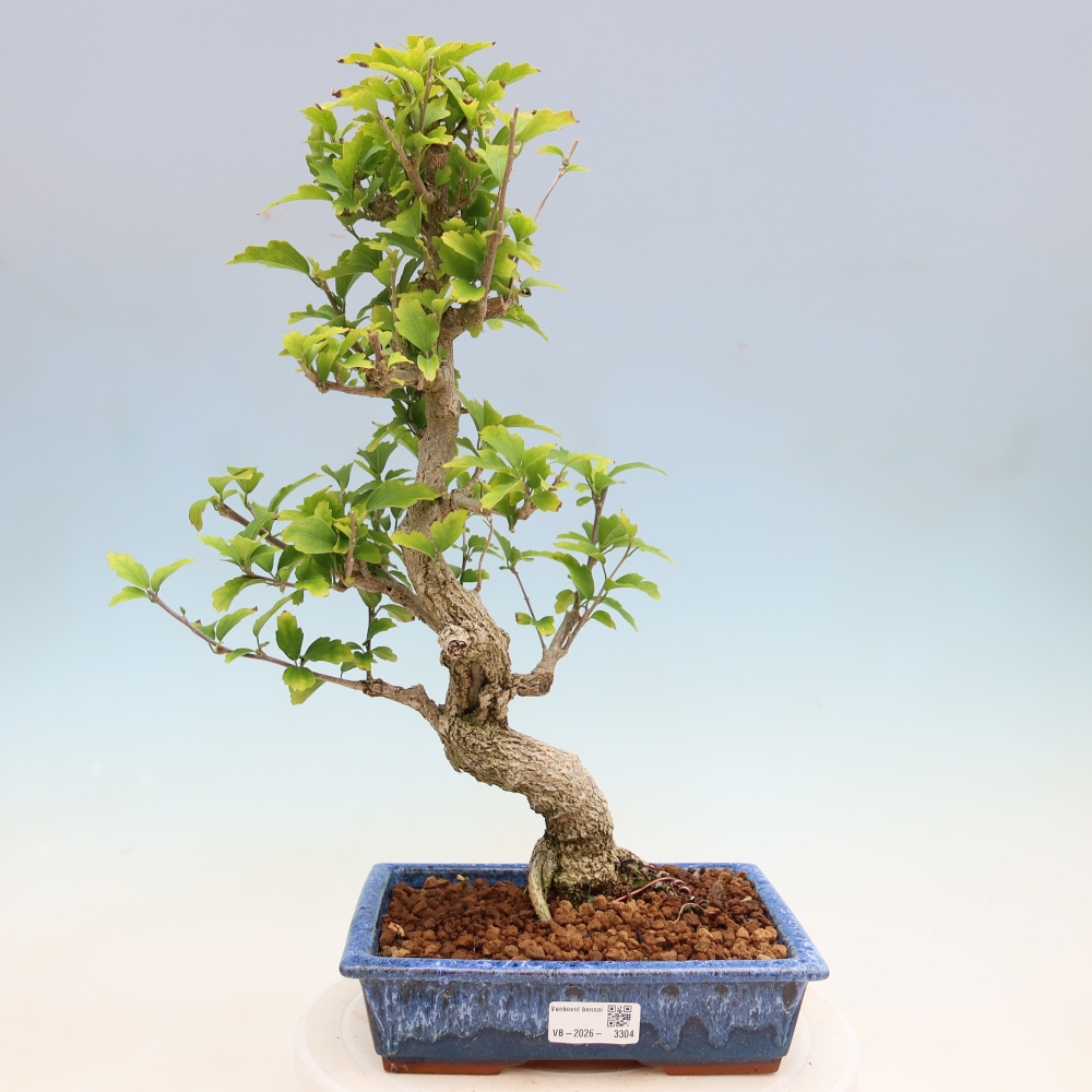 Bonsai ogrodowe – Hibiscus syriacus – hibiskus syryjski