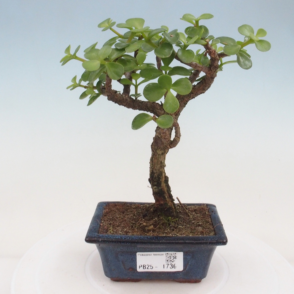 Kryte bonsai - Portulakaria Afra - Tlustice