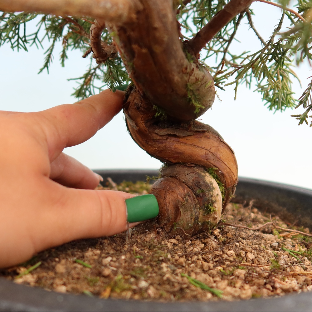Bonsai ogrodowe – Juniperus chinensis Itoigawa – jałowiec chiński