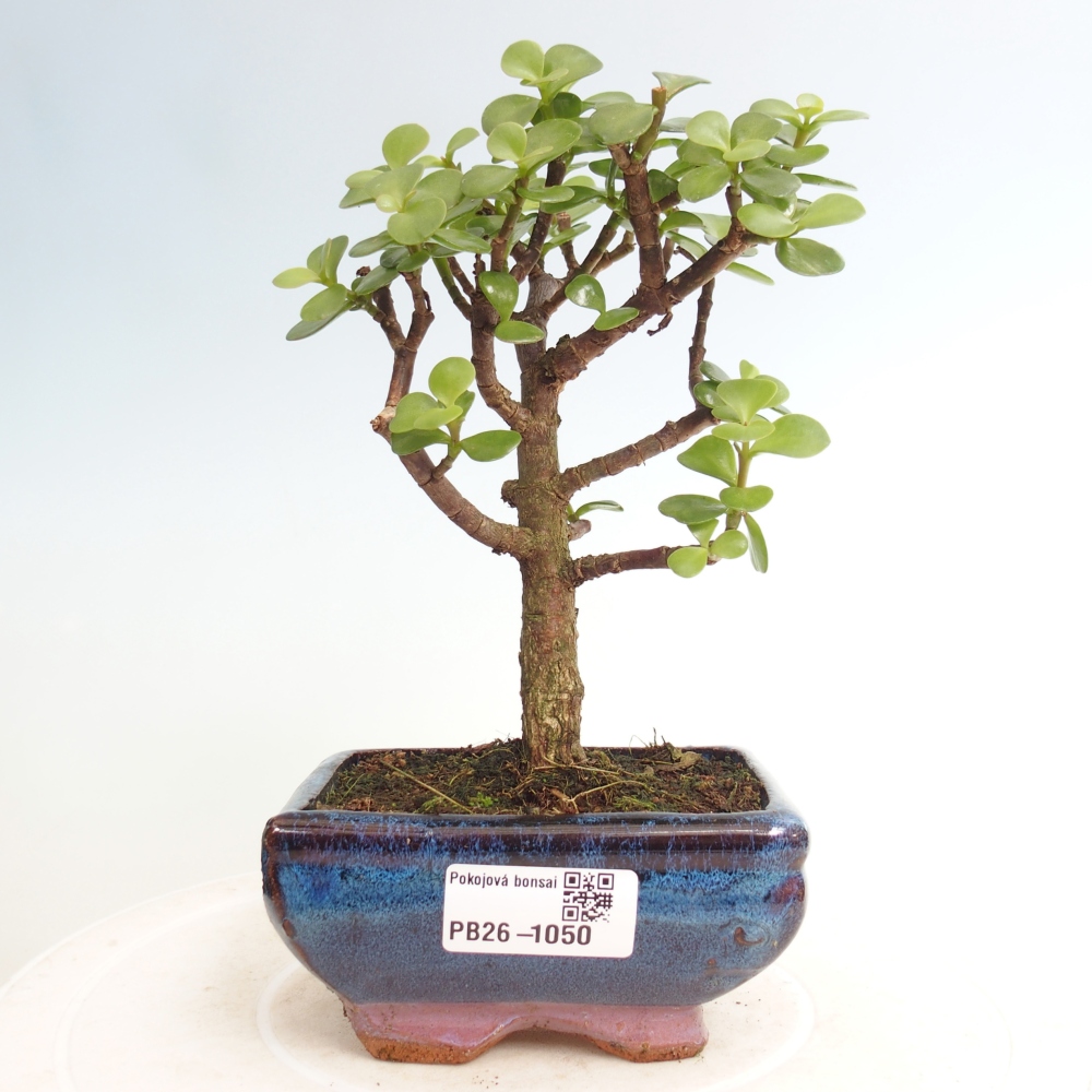 Pokój bonsai - Portulakaria Afra - Tlustice
