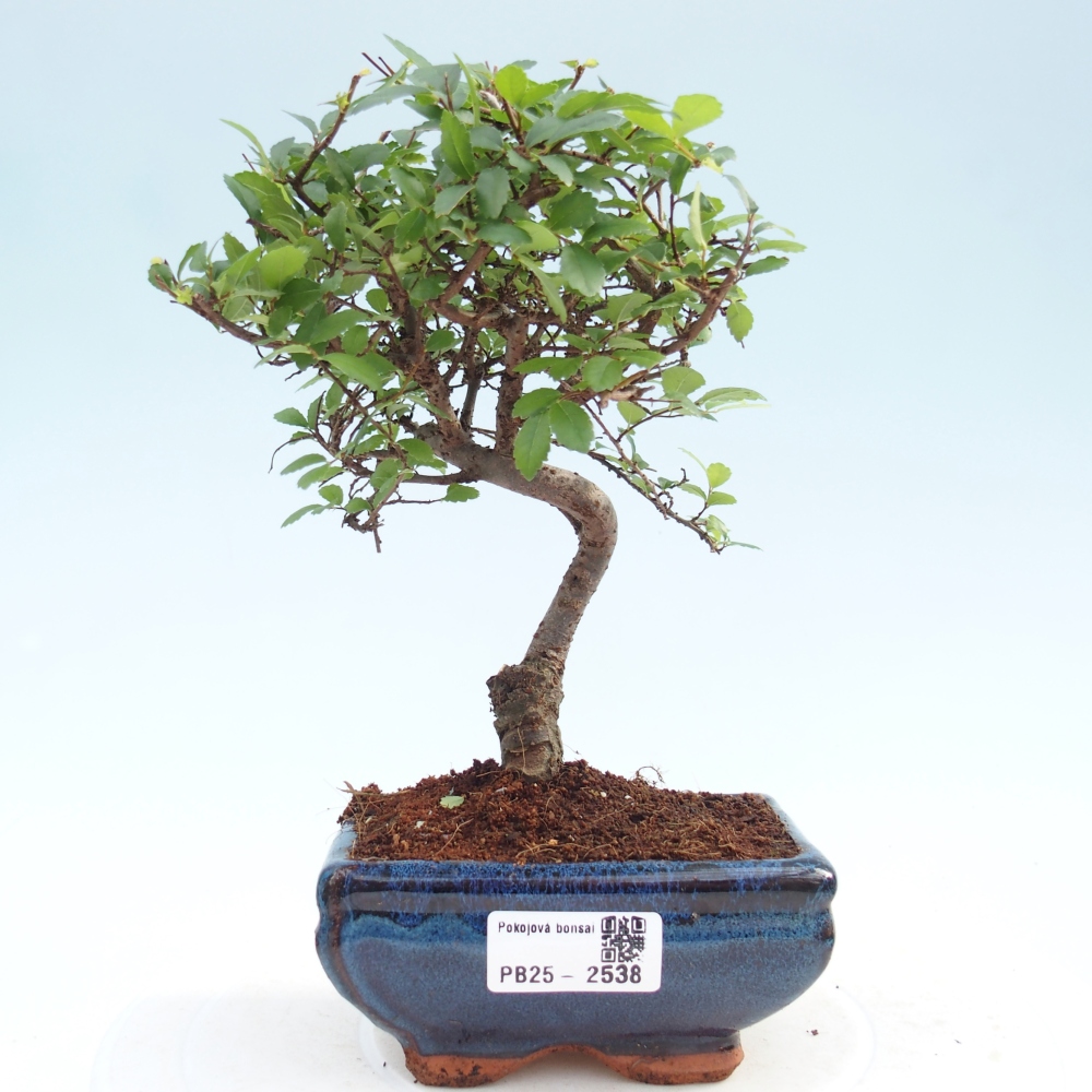 Kryty bonsai - Ulmus parvifolia - Wiąz mały liść