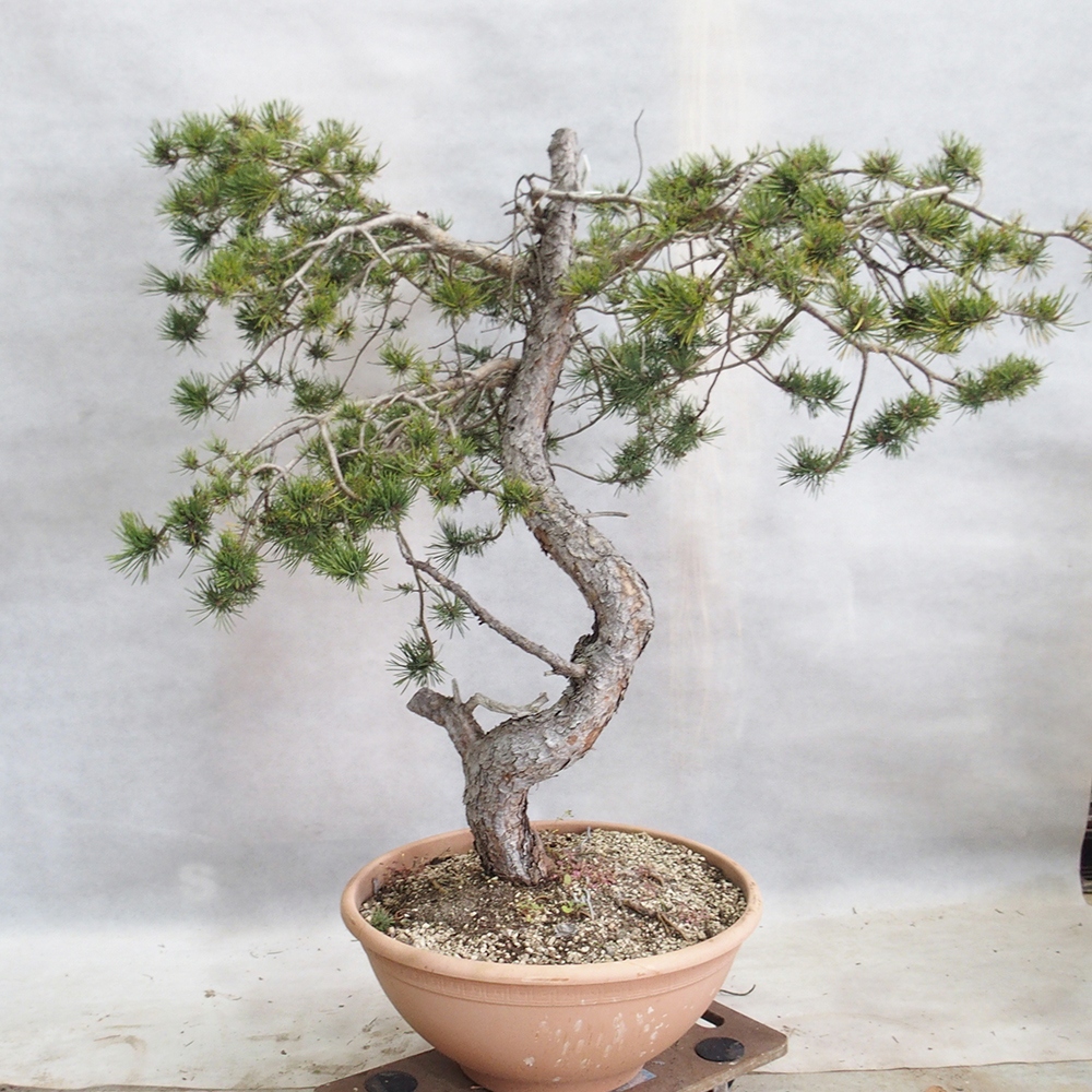 Yamadori - Pinus sylvestris 