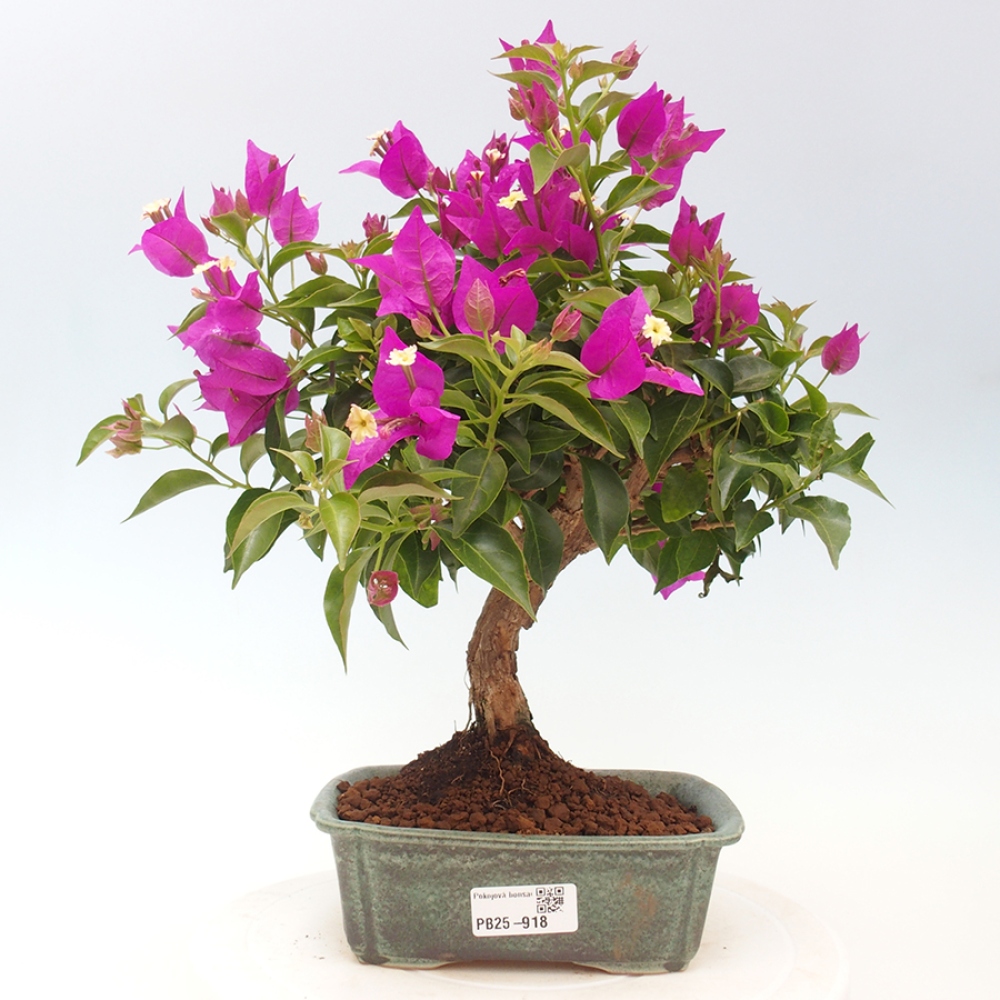 Bonsai do wnętrz - Bouganwilea