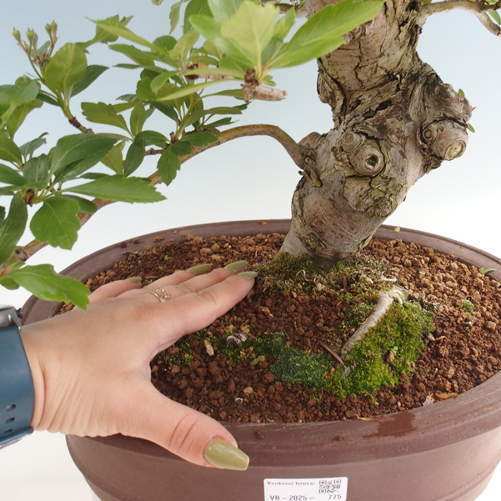 Outdoor bonsai - głóg - Crataegus cuneata