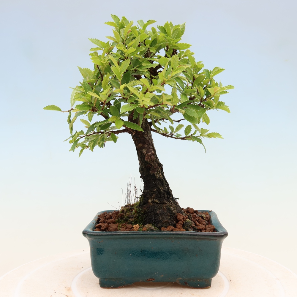 Bonsai zewnętrzne - Zelkova - Zelkova NIRE