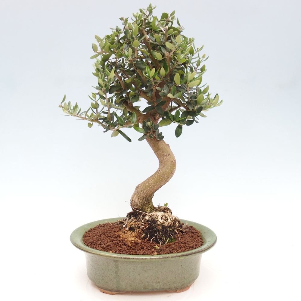 Kryte bonsai - Olea europaea sylvestris - Europejska oliwa z małych liści