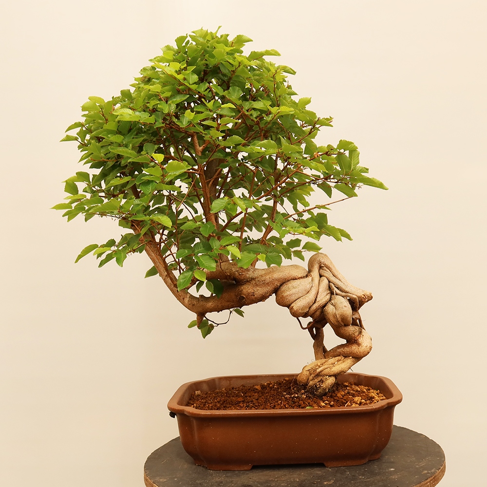 Bonsai plenerowe - Carpinus Coreana - grab koreański