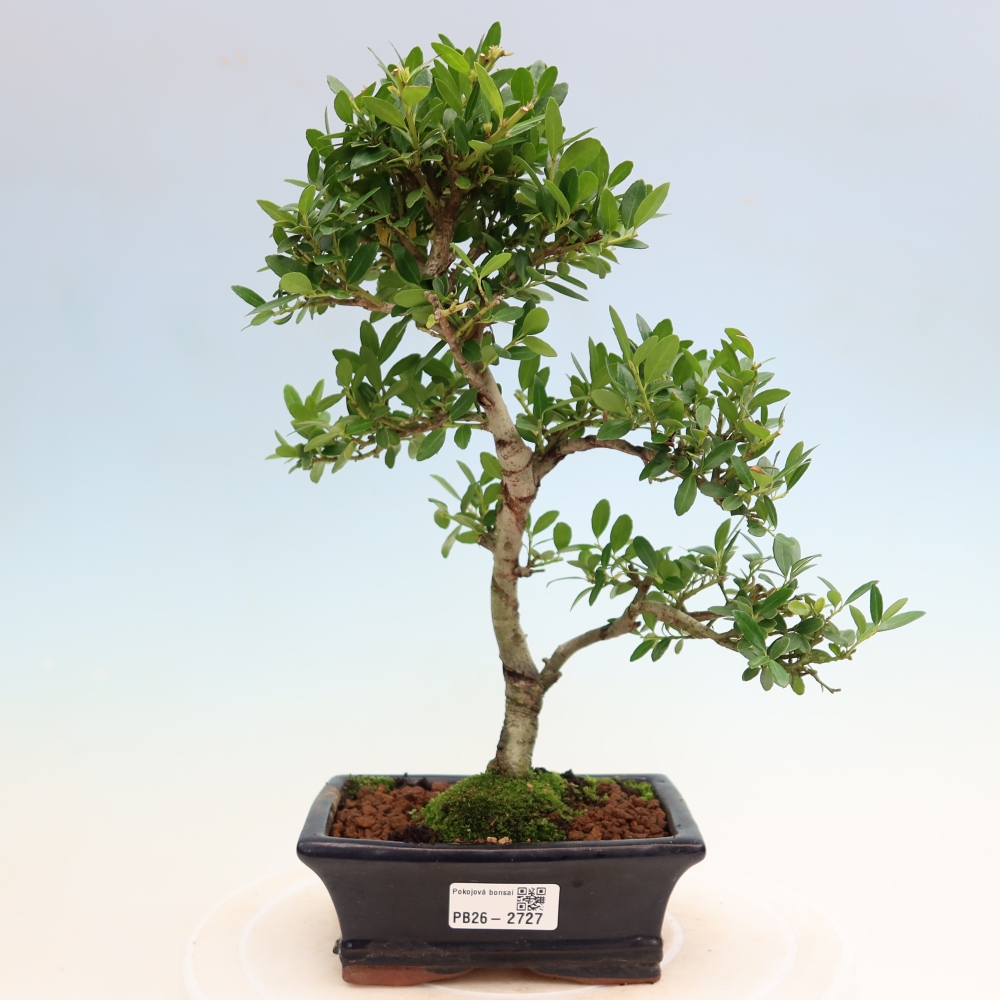 Pokój bonsai - Ilex crenata - Ostrokrzew