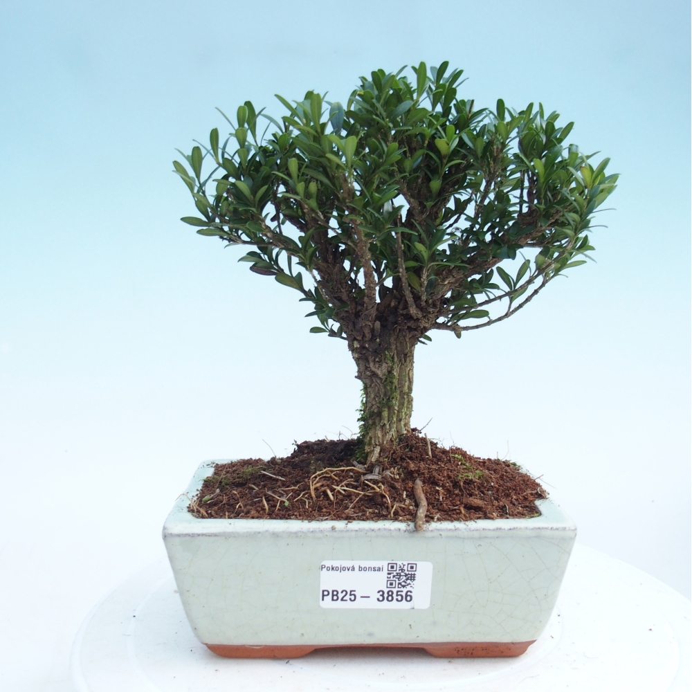 Pokój bonsai - Buxus harlandii - buxus korkowy