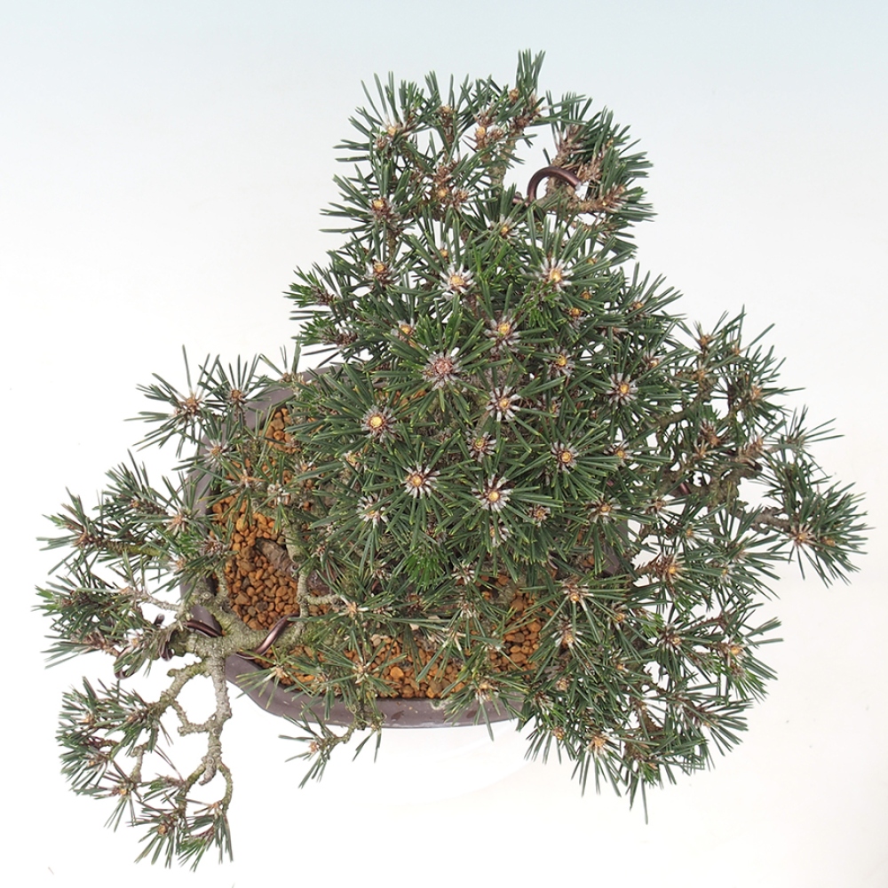 Outdoor bonsai - Pinus thunbergii Kotobuki - Sosna Thunberga
