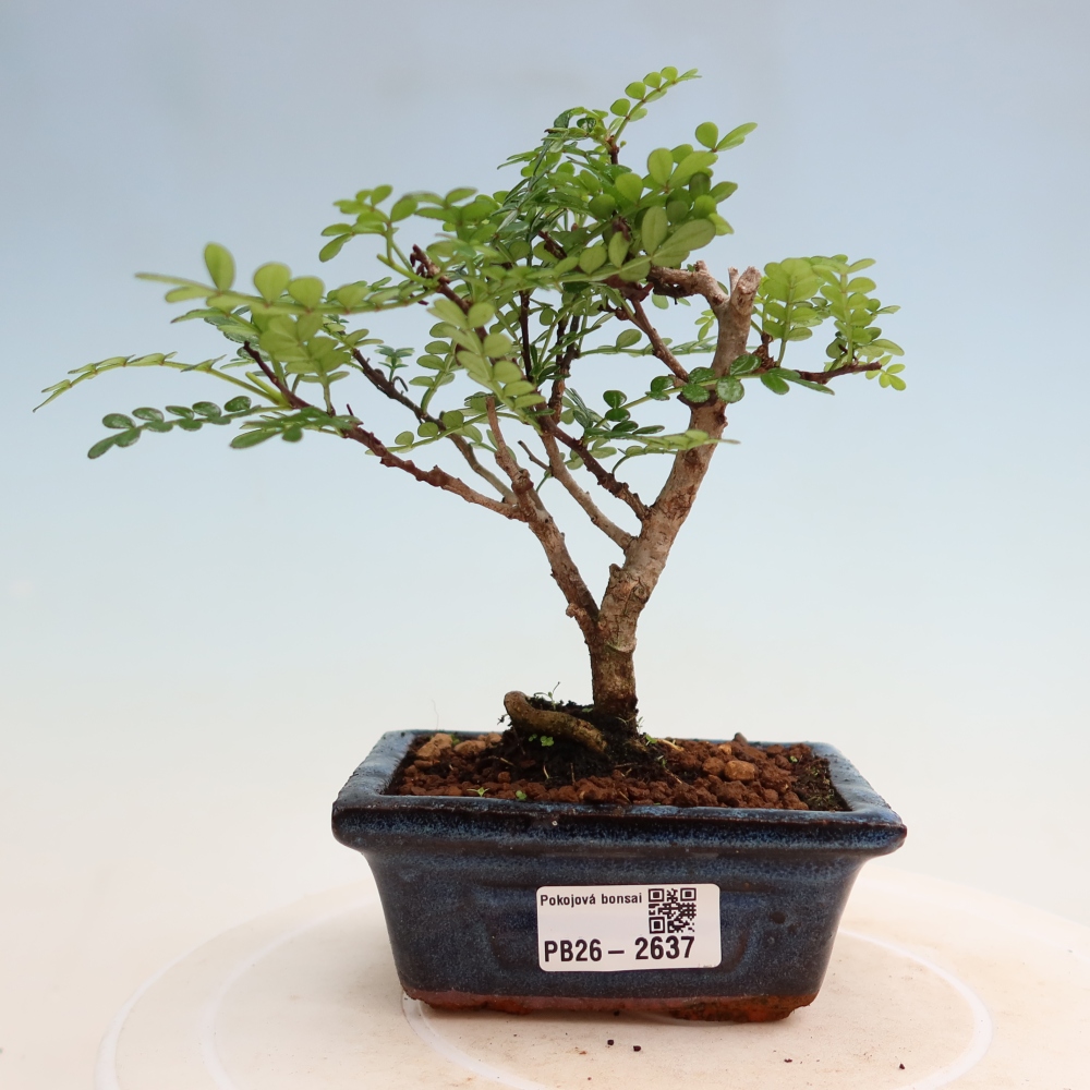 Pokój bonsai - Zantoxylum piperitum - drzewo pieprzowe
