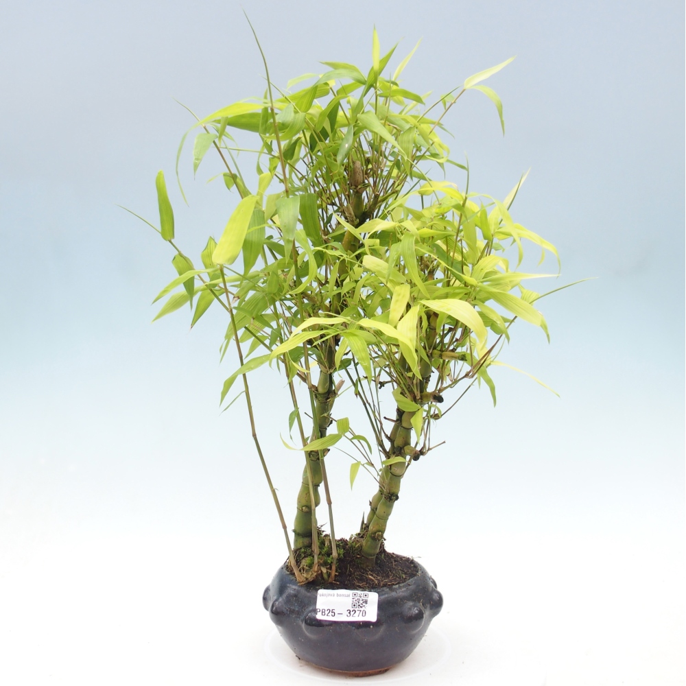 Room bonsai - Bamboo budha - Bamboo budha belly