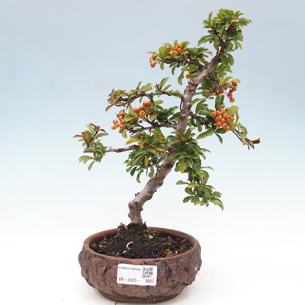 Outdoor Bonsai-Pyracanta Teton-Piekarnia