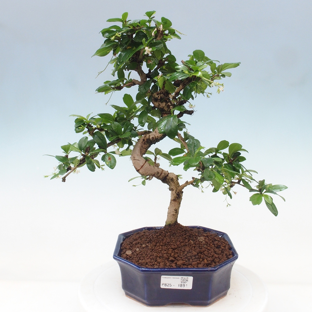 Pokój bonsai - Carmona macrophylla - Tea fuki