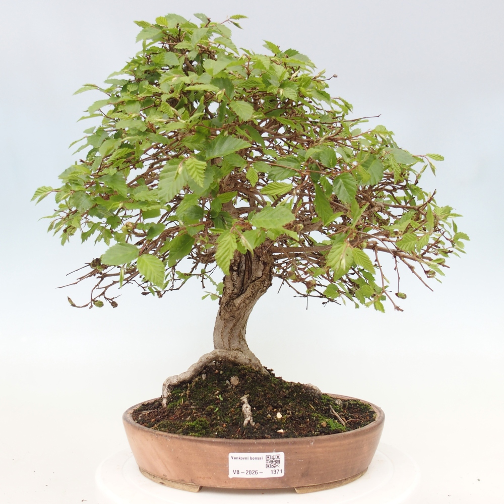 Outdoor bonsai - Carpinus CARPINOIDES - grab koreański