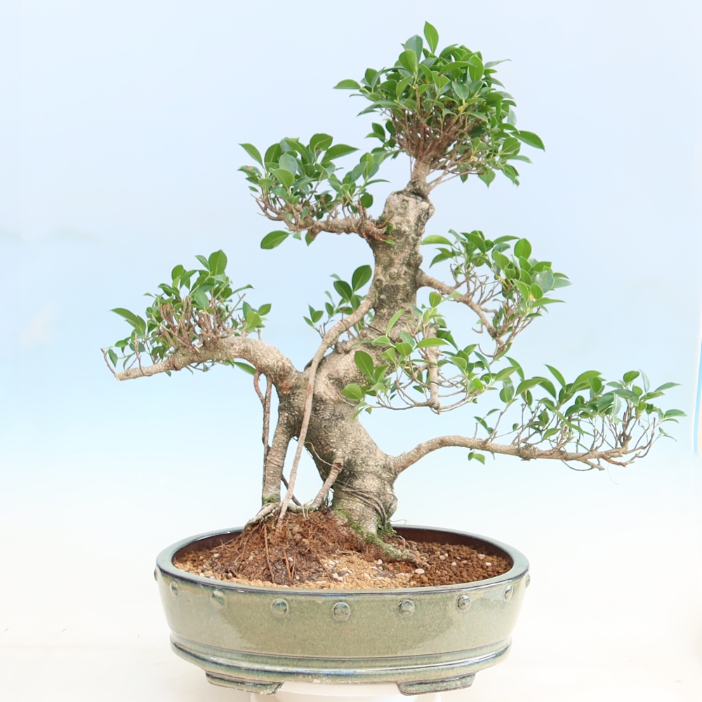 Pokój bonsai - Ficus kimmen - figowiec drobnolistny