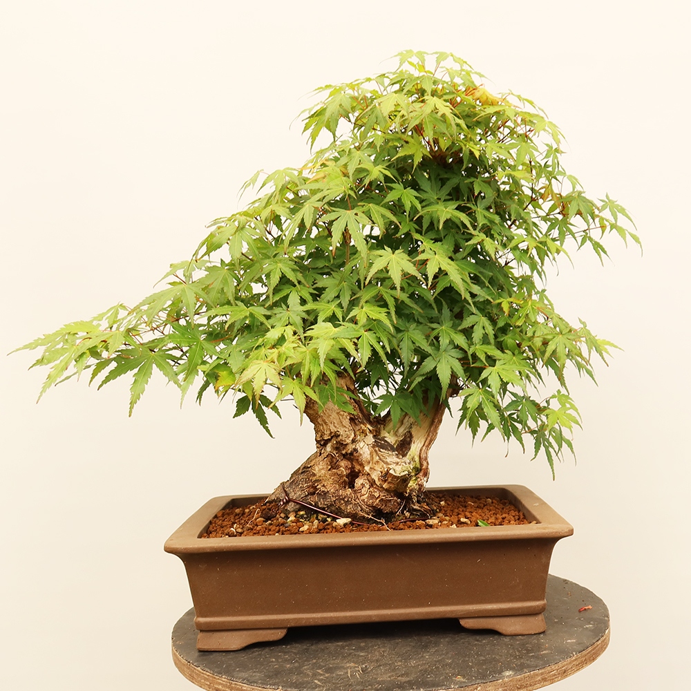 Outdoor bonsai - Klon palmowy - Palmy