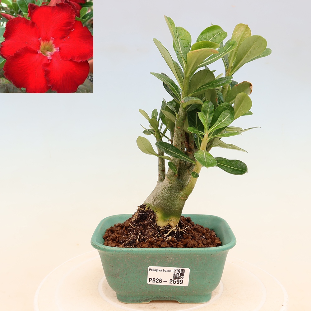 Bonsai pokojowe – Adenium obesum Red Star – Róża pustynna