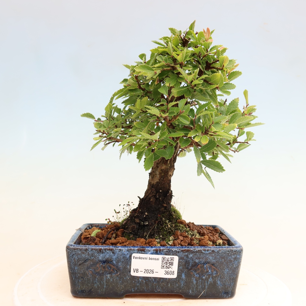 Bonsai zewnętrzne - Zelkova - Zelkova NIRE
