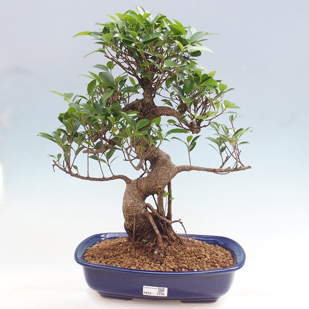 Pokój bonsai - Ficus kimmen - figowiec drobnolistny
