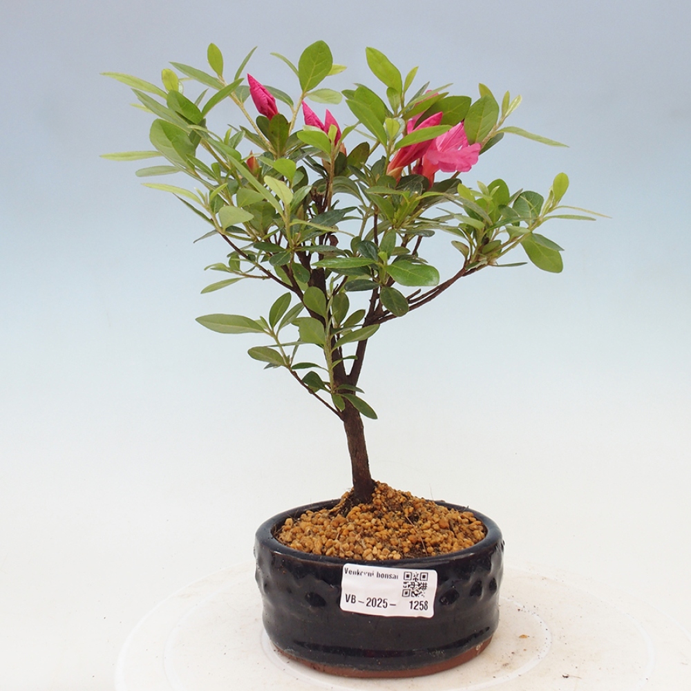 Bonsai zewnętrzne - Azalia japońska - Azalea sp.