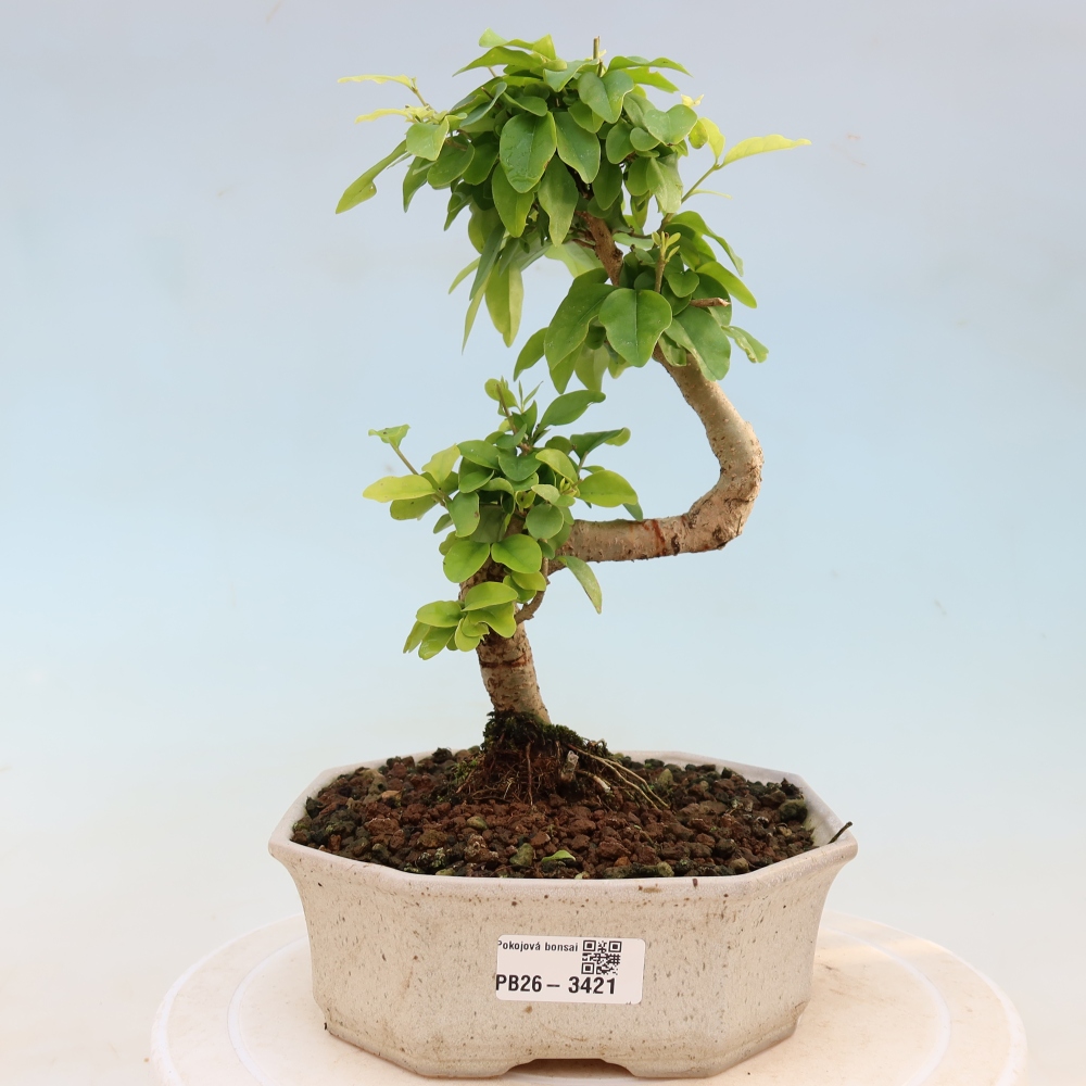 Pokój bonsai - Ligustrum chinensis - Dziób ptaka