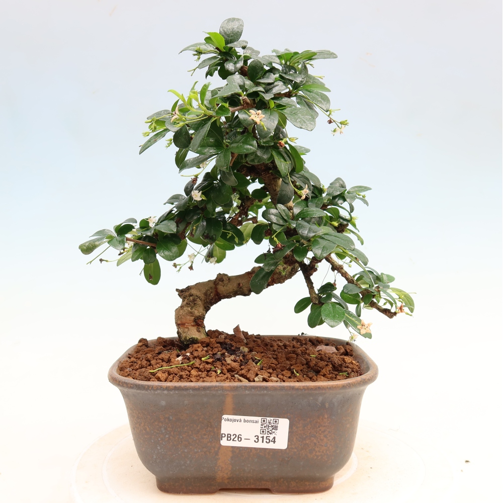 Bonsai pokojowe - Carmona macrophylla - Tea fuki