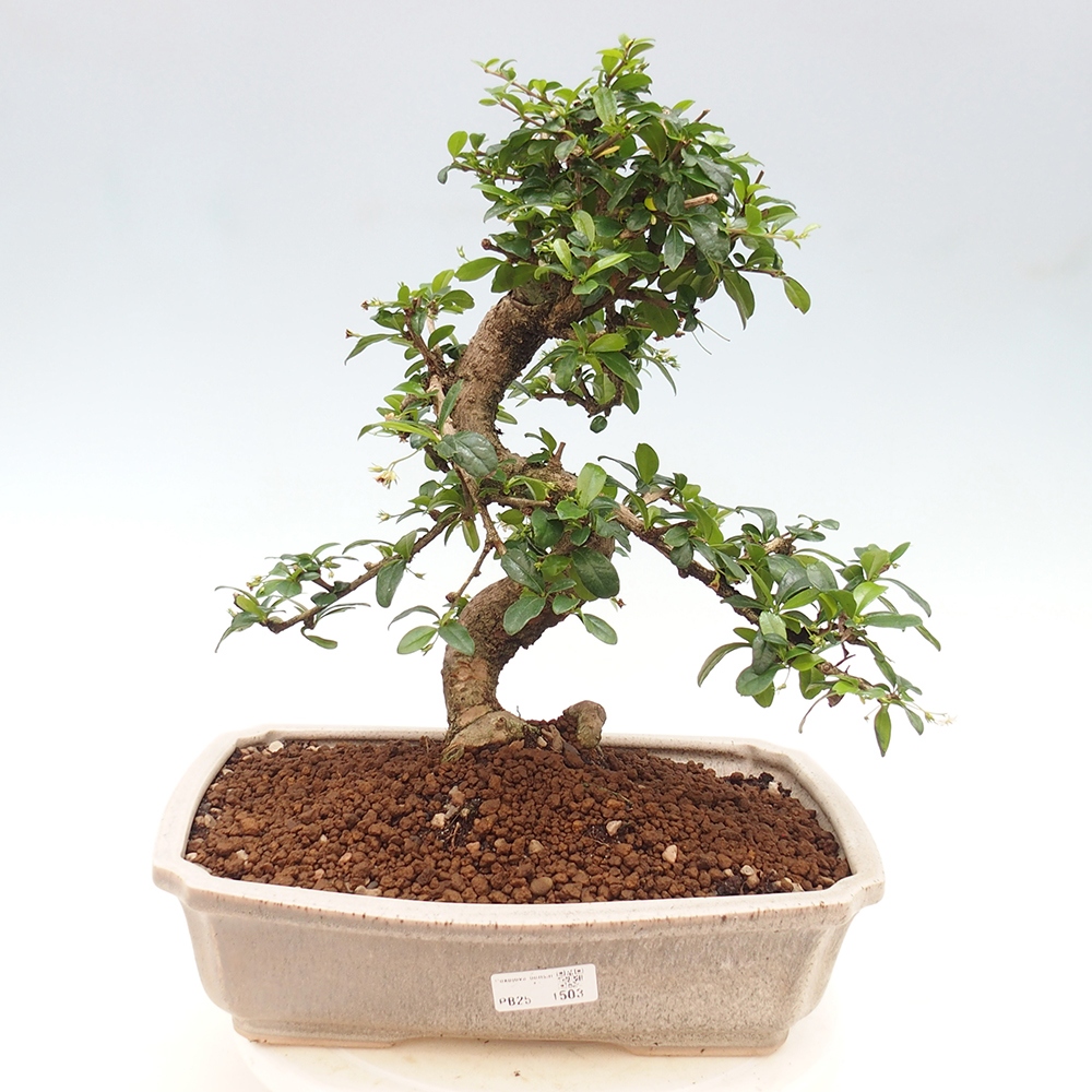 Pokój bonsai - Carmona macrophylla - Tea fuki
