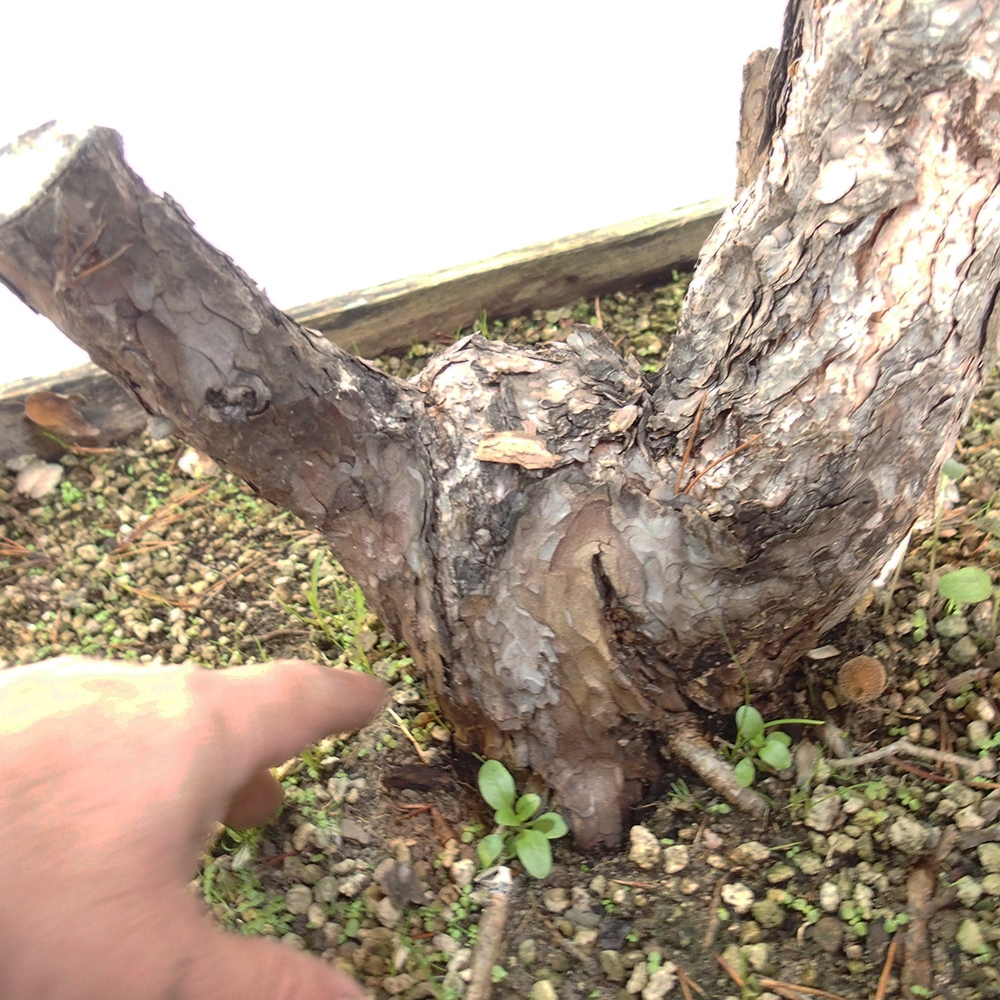 Yamadori - Pinus sylvestris Hiszpania