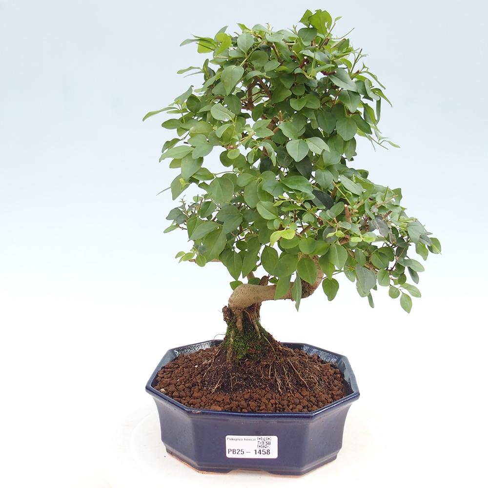 Indoor bonsai -Ligustrum chinensis - dziób ptaka