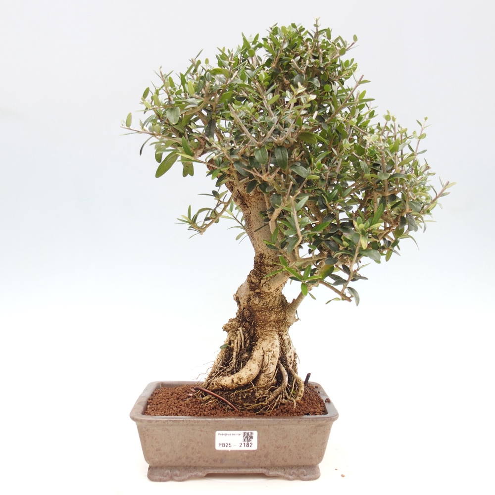 Kryte bonsai - Olea europaea sylvestris - Europejska oliwa z małych liści