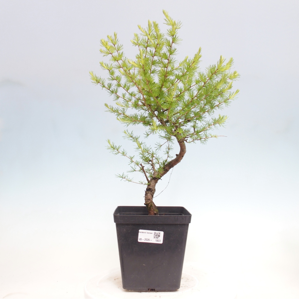 Bonsai zewnętrzne - Larix decidua - Modrzew